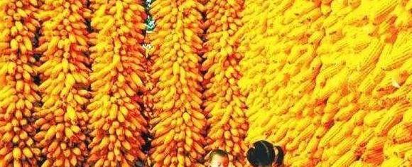 秋天是弯弯的谷穗金黄金黄的秋天是圆圆的苹果仿写句子【秋天是圆圆的苹果通红通红的模仿写句子】