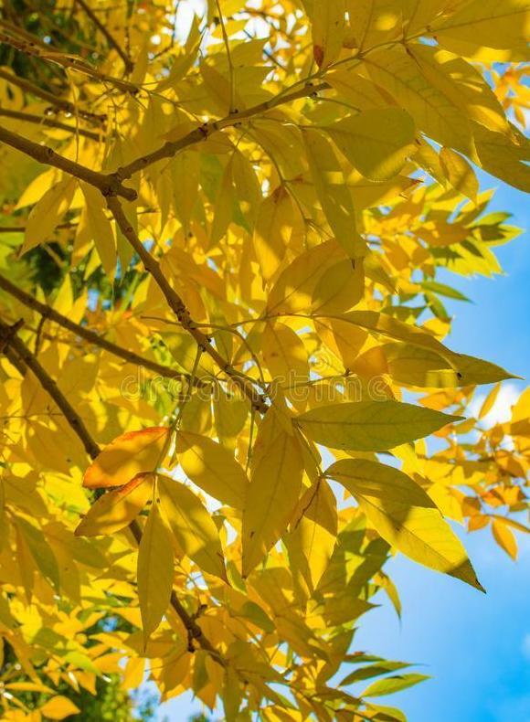 秋天是弯弯的谷穗金黄金黄的秋天是圆圆的苹果仿写句子【秋天是圆圆的苹果通红通红的模仿写句子】