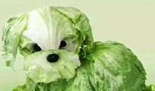 啊对对对对对表情包【啊对对对,桥洞底下盖小被儿原文】