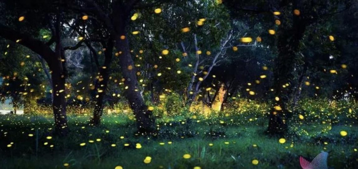 天上的街市仿写星星月亮【天上的街市仿写星星300字】