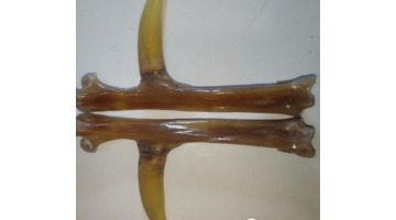 贡木手串价值和图片【贡木手串有收藏价值吗】