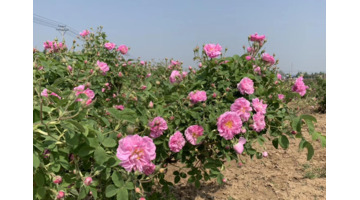 玫瑰面膜膏志刚效果真的好吗?多少钱一个【志刚玫瑰面膜有效果吗】