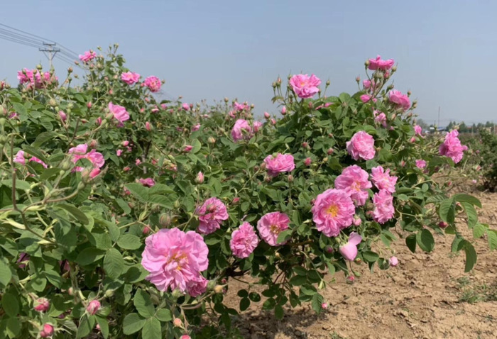 玫瑰面膜膏志刚效果真的好吗?多少钱一个【志刚玫瑰面膜有效果吗】