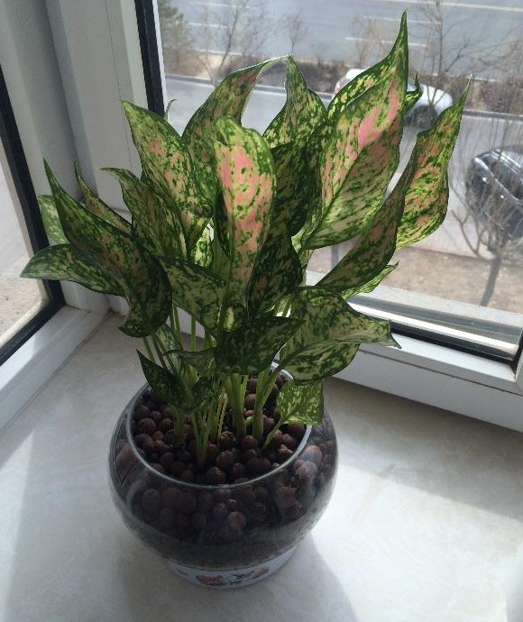 临沂哪里有卖陶粒的【山东陶粒厂】