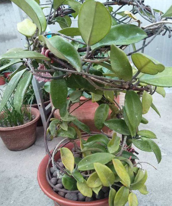 临沂哪里有卖陶粒的【山东陶粒厂】