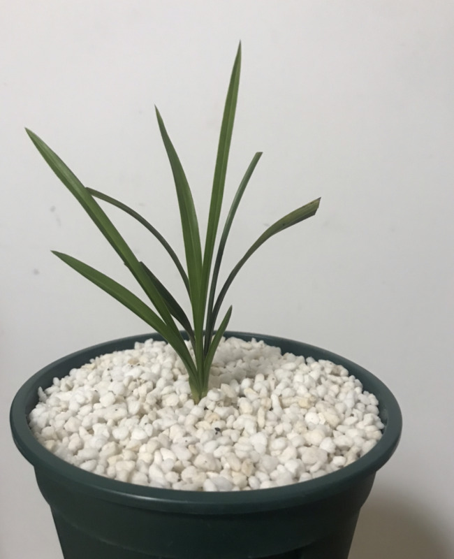 临沂哪里有卖陶粒的【山东陶粒厂】