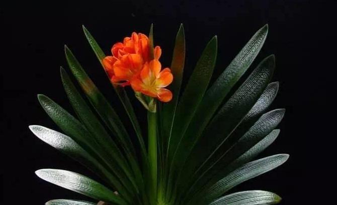 临沂哪里有卖陶粒的【山东陶粒厂】