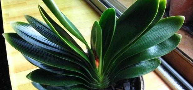 临沂哪里有卖陶粒的【山东陶粒厂】