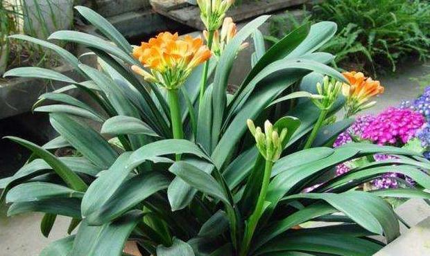 临沂哪里有卖陶粒的【山东陶粒厂】