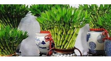 孩子读书风水怎么做成绩能提高【提高成绩的风水】