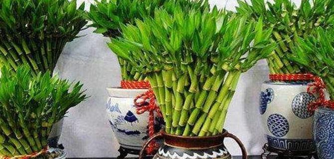 孩子读书风水怎么做成绩能提高【提高成绩的风水】