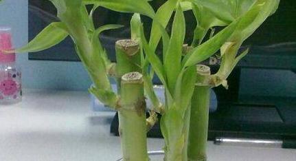 孩子读书风水怎么做成绩能提高【提高成绩的风水】