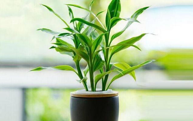 孩子读书风水怎么做成绩能提高【提高成绩的风水】