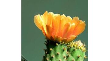 家里适不适合养仙人掌【家里阳台养仙人掌的忌讳】