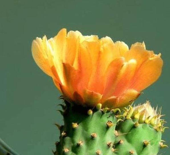 家里适不适合养仙人掌【家里阳台养仙人掌的忌讳】