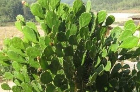 家里适不适合养仙人掌【家里阳台养仙人掌的忌讳】