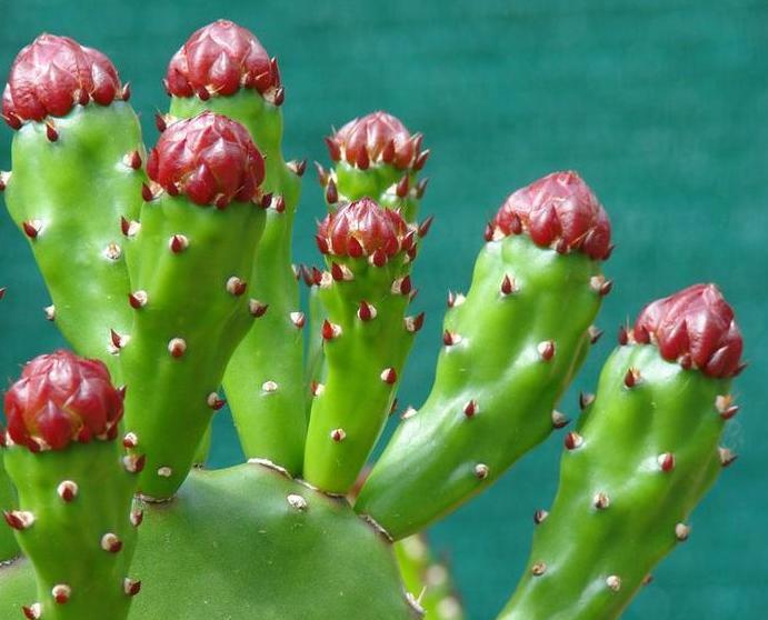 家里适不适合养仙人掌【家里阳台养仙人掌的忌讳】