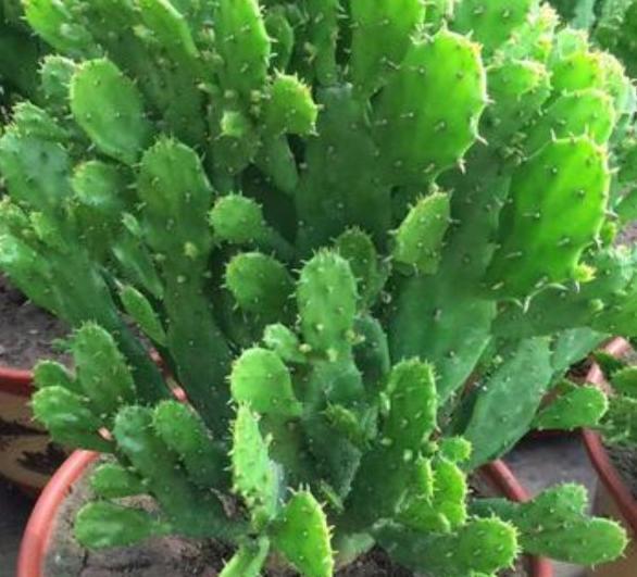 家里适不适合养仙人掌【家里阳台养仙人掌的忌讳】