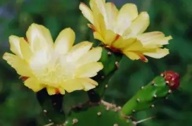 家里适不适合养仙人掌【家里阳台养仙人掌的忌讳】