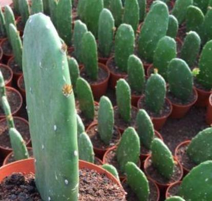 家里适不适合养仙人掌【家里阳台养仙人掌的忌讳】