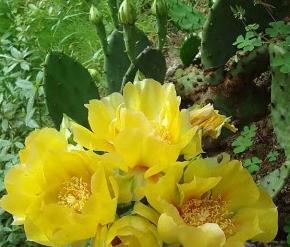 家里适不适合养仙人掌【家里阳台养仙人掌的忌讳】