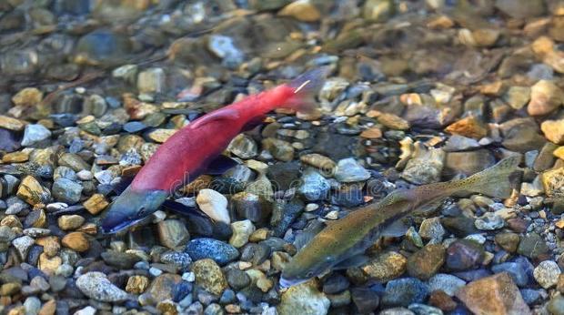 新疆和田玉籽料与俄籽料区别【和田碧玉新疆料和俄料的区别】