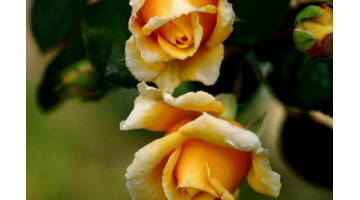 唯一治得住天蝎的星座双鱼【唯一治得住天蝎的星座女】