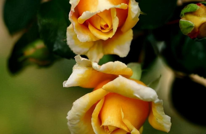 唯一治得住天蝎的星座双鱼【唯一治得住天蝎的星座女】