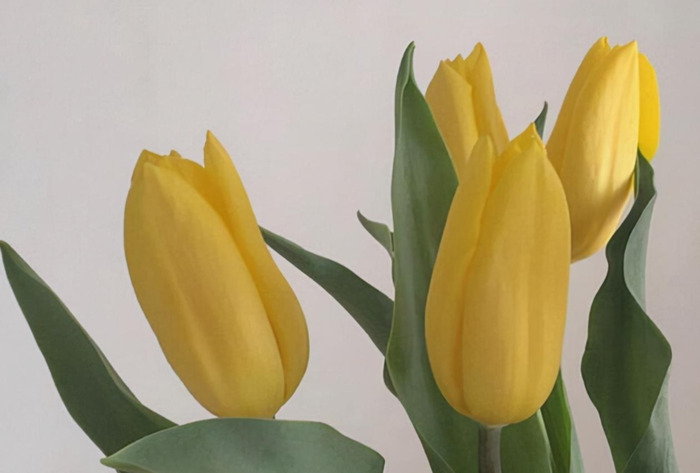 唯一治得住天蝎的星座双鱼【唯一治得住天蝎的星座女】