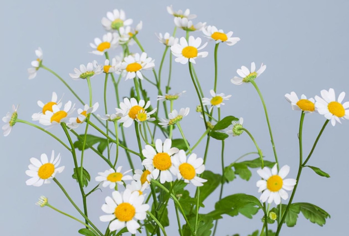 唯一治得住天蝎的星座双鱼【唯一治得住天蝎的星座女】