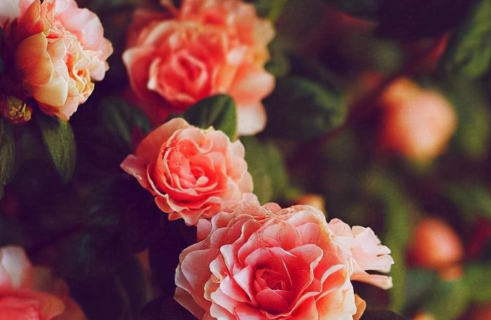 唯一治得住天蝎的星座双鱼【唯一治得住天蝎的星座女】