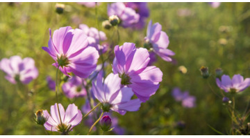 旧被子送人吉利吗【旧枕头被子扔了吉利吗】