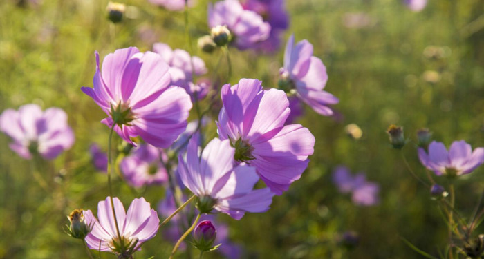 旧被子送人吉利吗【旧枕头被子扔了吉利吗】