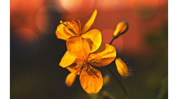 2020新年祝福爱人语 大全【2020新年给爱人的祝福句子】