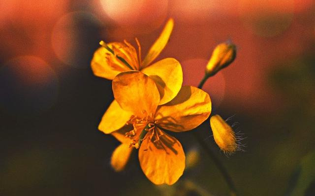 2020新年祝福爱人语 大全【2020新年给爱人的祝福句子】