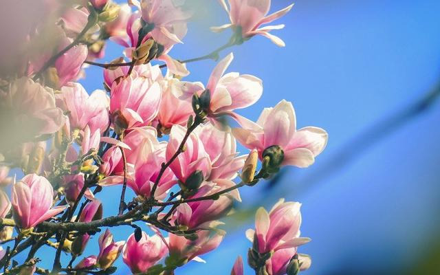 2020新年祝福爱人语 大全【2020新年给爱人的祝福句子】