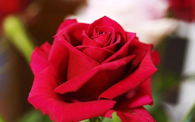 2020新年祝福爱人语 大全【2020新年给爱人的祝福句子】