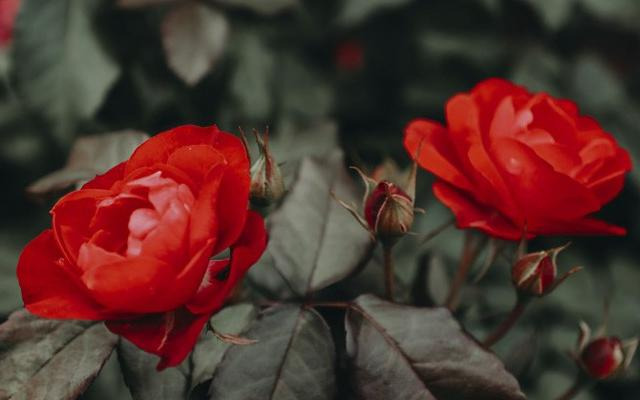 2020新年祝福爱人语 大全【2020新年给爱人的祝福句子】