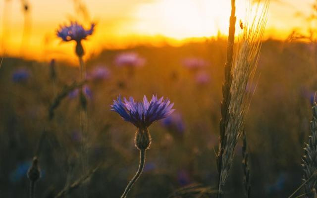 2020新年祝福爱人语 大全【2020新年给爱人的祝福句子】