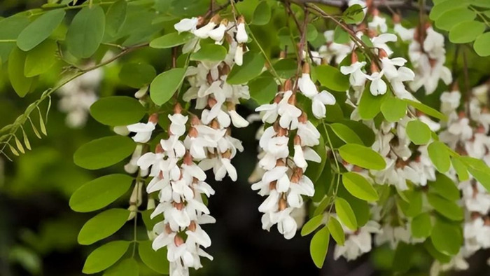 洋槐树多少钱一吨【国槐树和洋槐树图片】