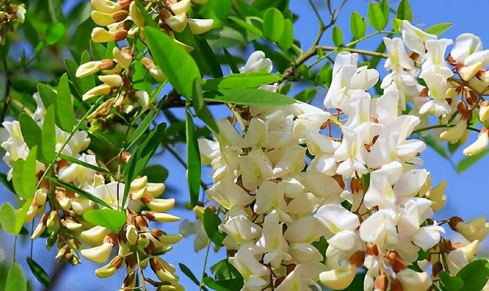 洋槐树多少钱一吨【国槐树和洋槐树图片】