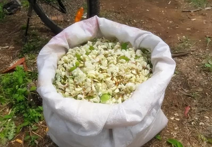 洋槐树多少钱一吨【国槐树和洋槐树图片】