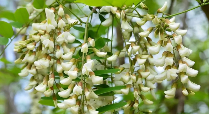 洋槐树多少钱一吨【国槐树和洋槐树图片】