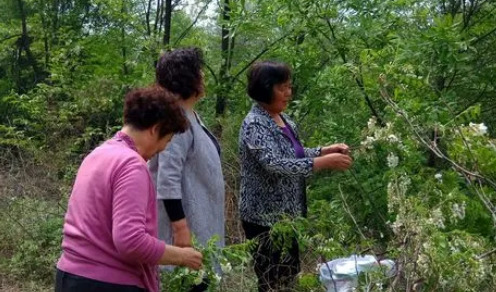 洋槐树多少钱一吨【国槐树和洋槐树图片】