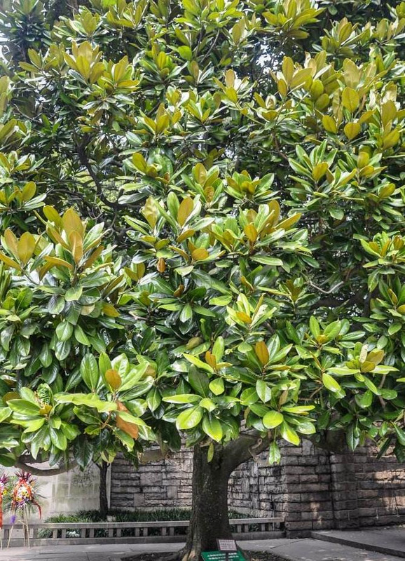 树枝怎么画才好看【树枝怎么画好看】