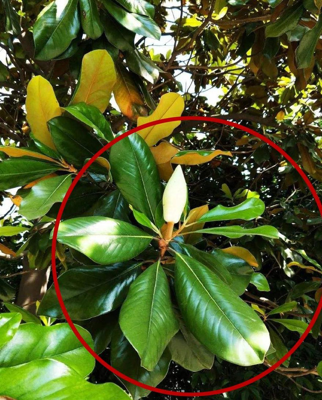 树枝怎么画才好看【树枝怎么画好看】