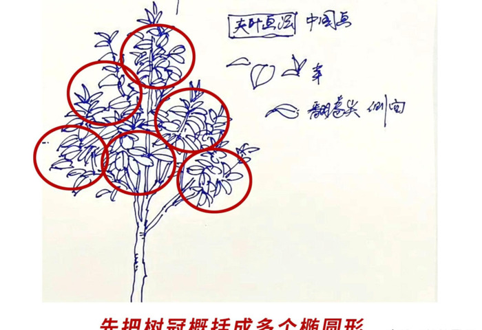 树枝怎么画才好看【树枝怎么画好看】