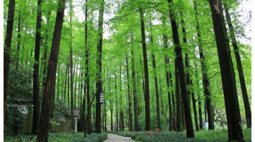 红杉树怎么形容【红杉树诗词】