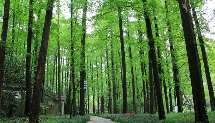 红杉树怎么形容【红杉树诗词】