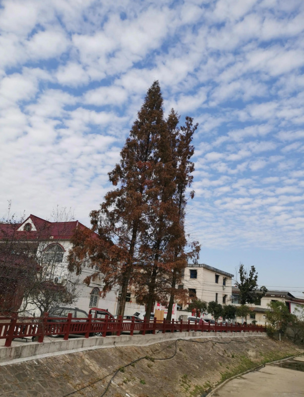 红杉树怎么形容【红杉树诗词】